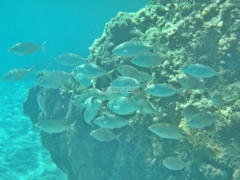 Bucea entre bancos de peces Bucea entre bancos de peces